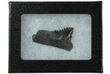 Bizarre Edestus Shark Tooth In Jaw Section - Carboniferous #231944-1